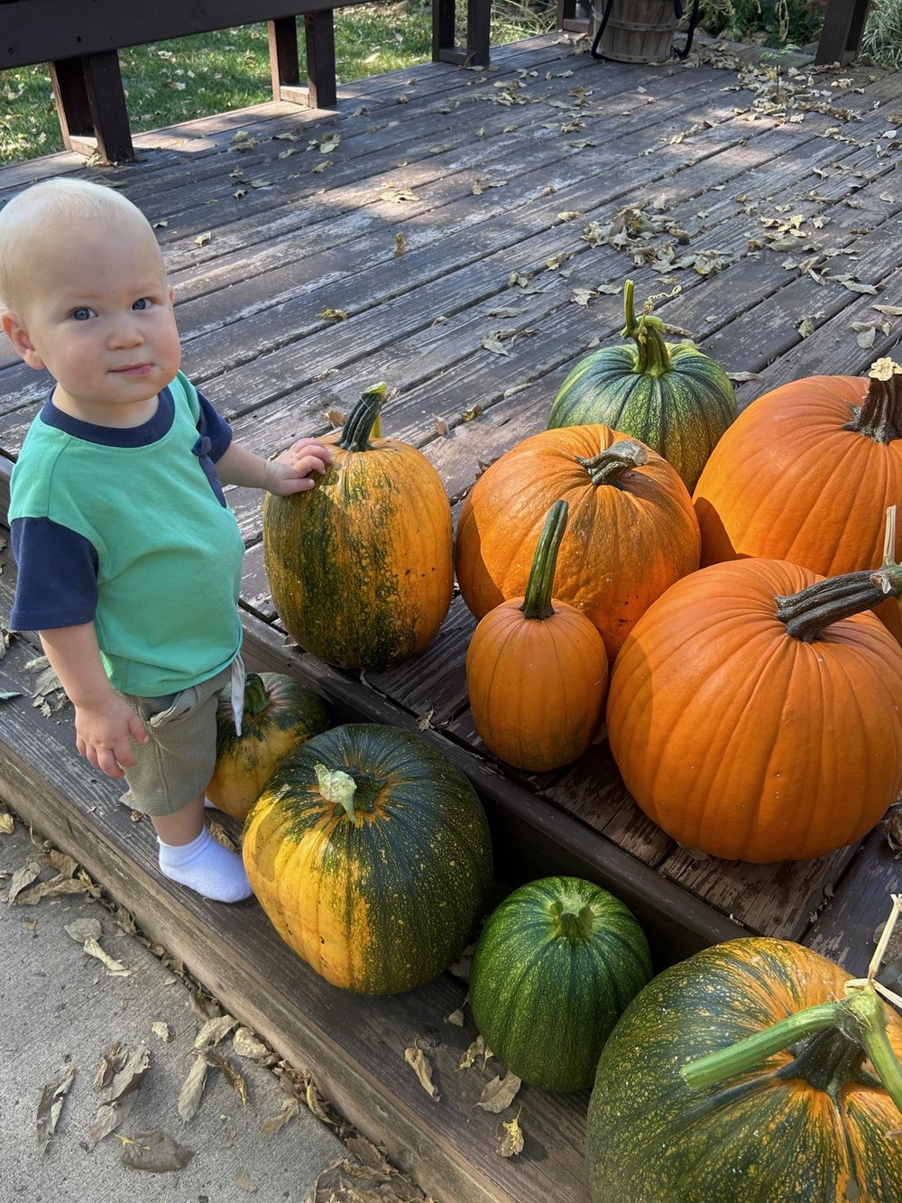 Perfect Midwestern Carving Pumpkin — RIBIZLI SEED CO.